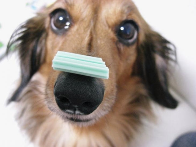 犬の芸の種類10選！教え始めるタイミングと方法【鼻パク】