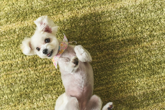 犬の芸の種類10選！教え始めるタイミングと方法【ゴロン(ヘソ天)】