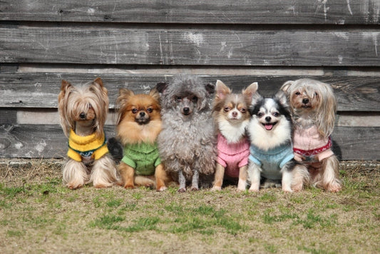 ミックス犬とは？その魅力と人気のミックス犬10選！