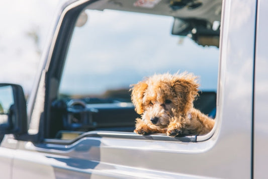 犬も車酔いするの？原因や症状、対処法や予防策を知ってお出掛けしよう！