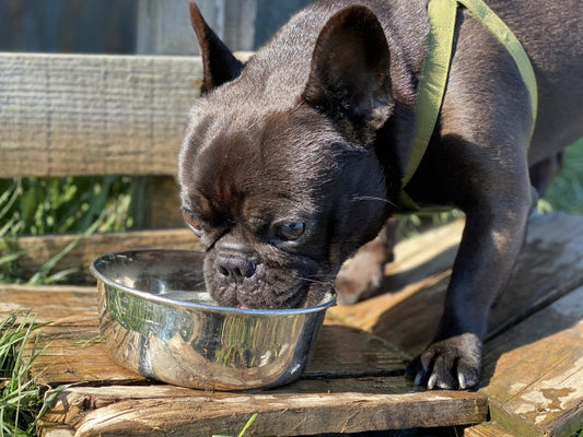 愛犬の一日に必要な水分量とは？計算方法・水分不足のサイン・飲んでもらう工夫