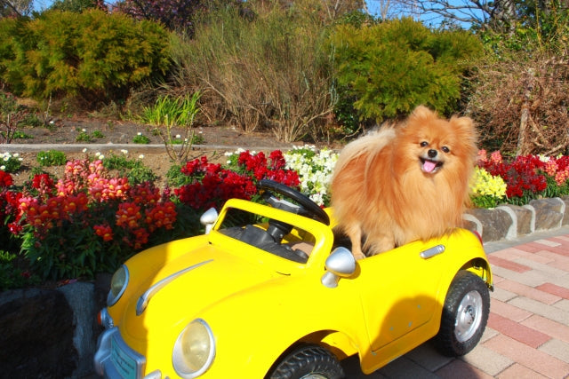 お出掛け上手になる！愛犬の乗り物の乗せ方