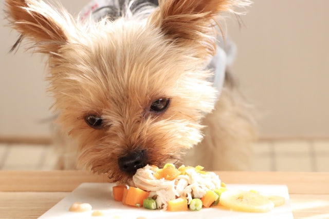 愛犬へ手作りご飯！初心者さんが気になるQ&A