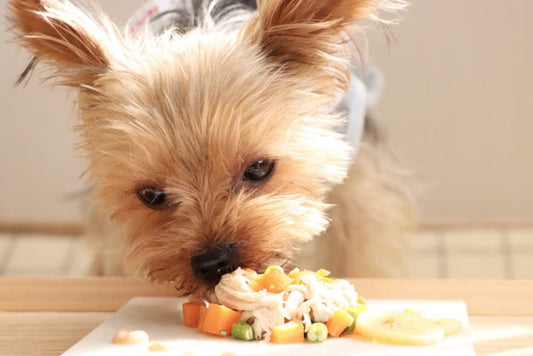 愛犬へ手作りご飯！初心者さんが気になるQ&A