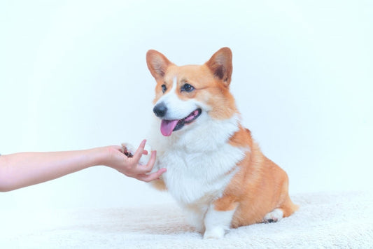 愛犬に「お手」の上手なしつけの教え方