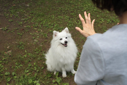 愛犬に「待て」上手な教え方-しつけの必要性と教える時期-