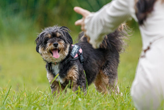 愛犬に「おいで」の上手な教え方と必要な理由