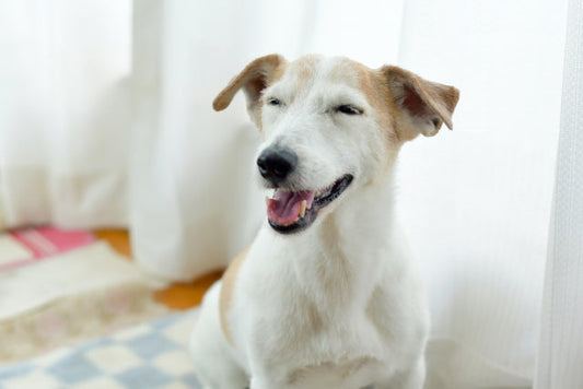 シニア犬について知っておきたいこと