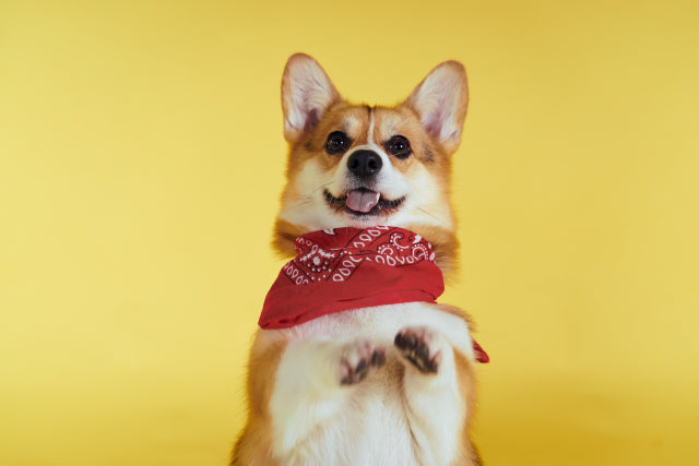 犬の芸の種類10選！教え始めるタイミングと方法【ちょうだい】