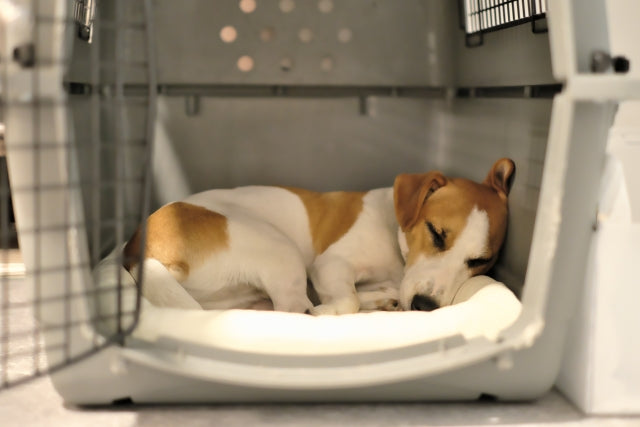 愛犬にハウスを教えよう！災害時にも有効