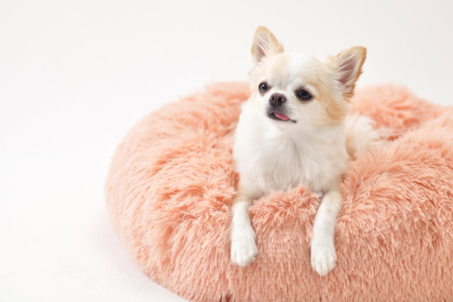 愛犬「伏せ」の上手な教え方-しつけの必要性と始める時期-