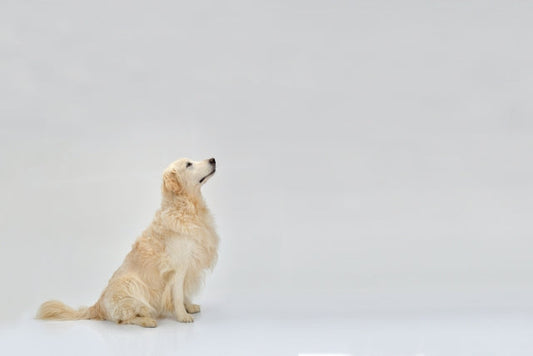 愛犬のおすわりのしつけ方法と必要な理由と意味