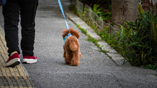 シニア犬の衰えを防ぐお手入れ習慣