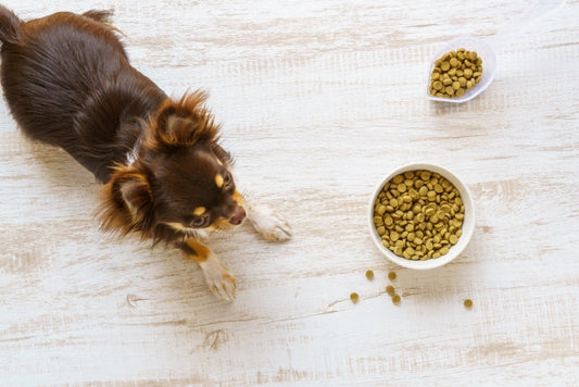 愛犬のご飯のお悩みQ&A～食べない・フードについて～
