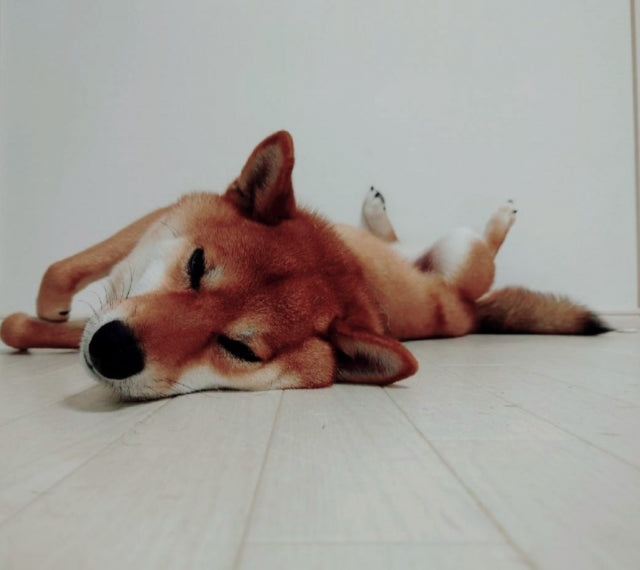 犬のかかりやすい病気ガイド～脳・神経～