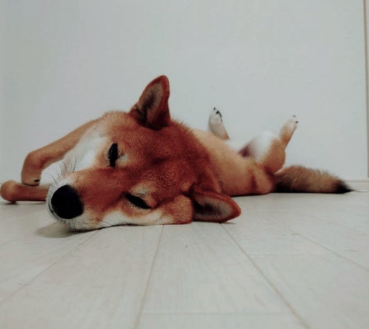 犬のかかりやすい病気ガイド～脳・神経～