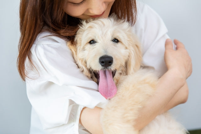 犬との絆を深めるハンドリングとは？必要性と教え方も解説