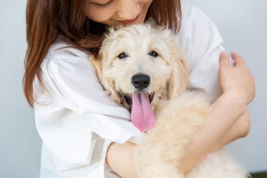 犬との絆を深めるハンドリングとは？必要性と教え方も解説