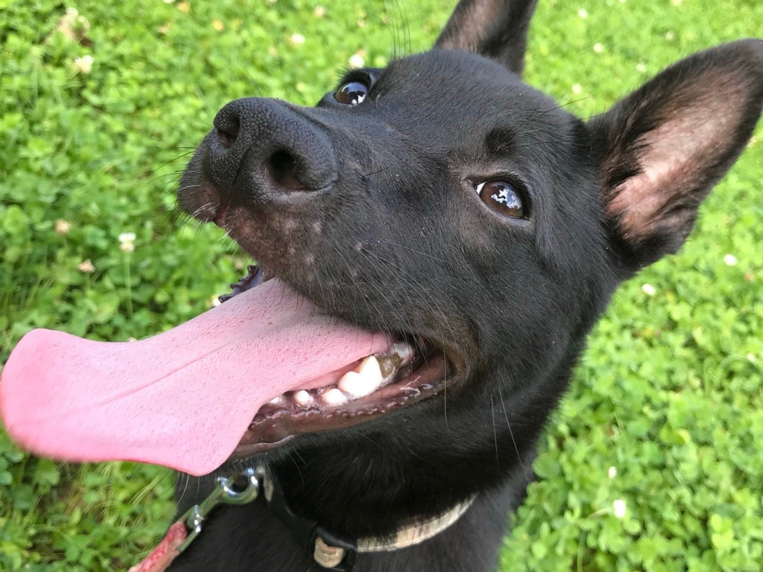 犬の夏バテ予防｜愛犬を暑さから守る5つのポイント