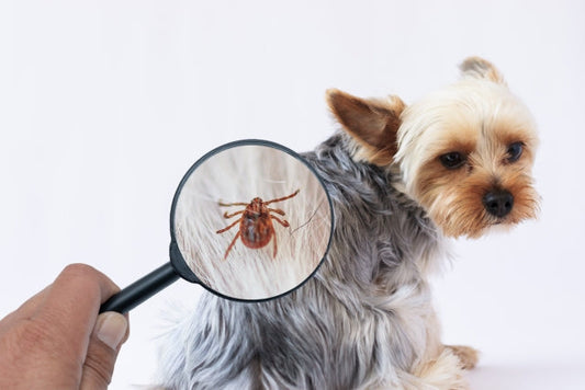 予防したい犬の寄生虫症