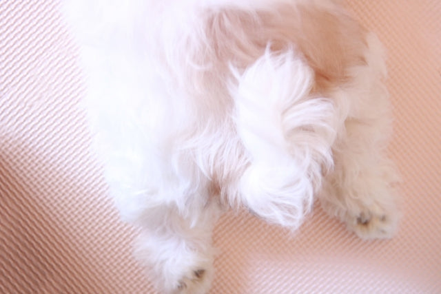 犬の毛質別ブラッシング