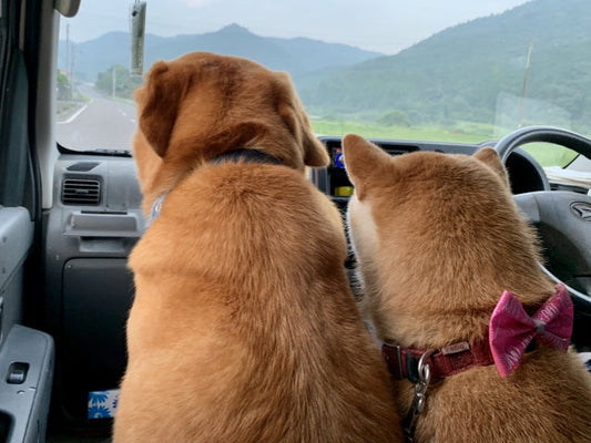 犬のかかりやすい病気ガイド～生殖器～