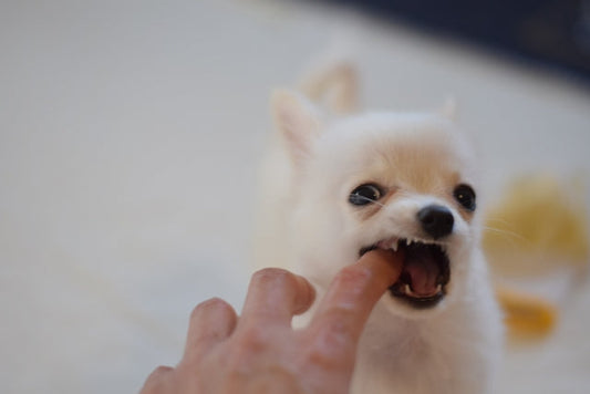 実はとっても大切！犬の甘噛み対策