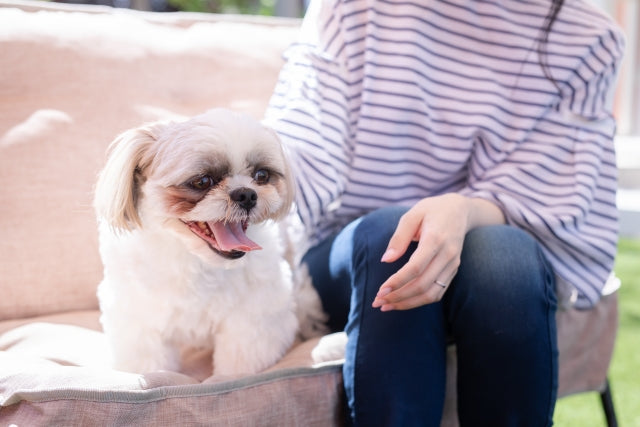 犬の生活の質を上げる看護のポイント