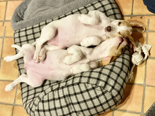 犬のかかりやすい病気ガイド～お腹・心臓～