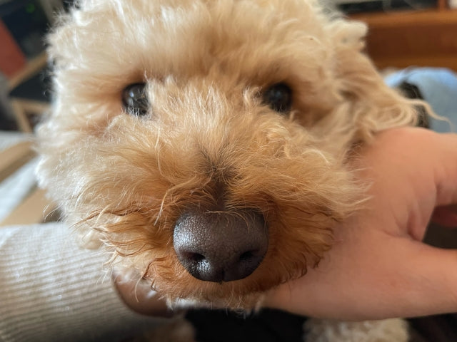 犬の芸の種類10選！教え始めるタイミングと方法【あごのせ】