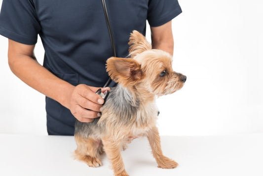犬のかかりやすい病気ガイド～内分泌系～