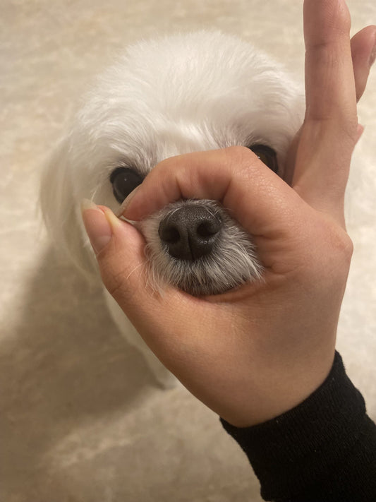 犬の芸の種類10選！教え始めるタイミングと方法【鼻】