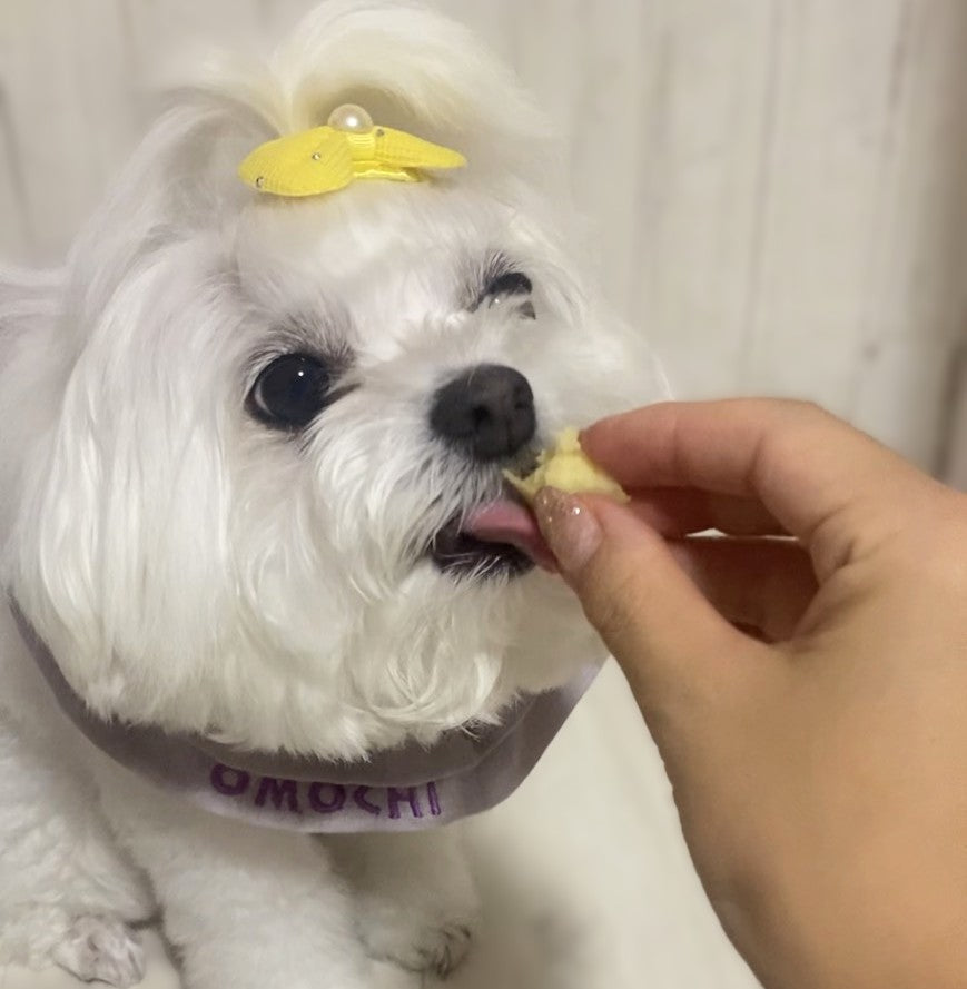 犬が食べても大丈夫な秋の味覚まとめ|与え方の注意点と量の目安