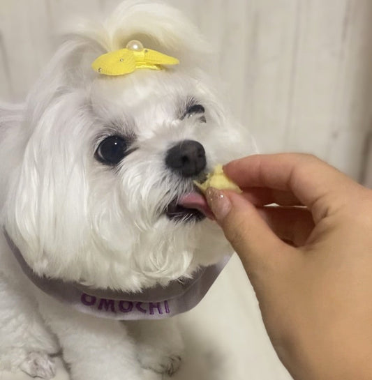 犬が食べても大丈夫な秋の味覚まとめ|与え方の注意点と量の目安