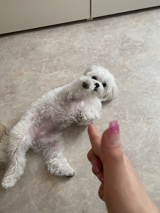 犬の芸の種類10選！教え始めるタイミングと方法【バーン】