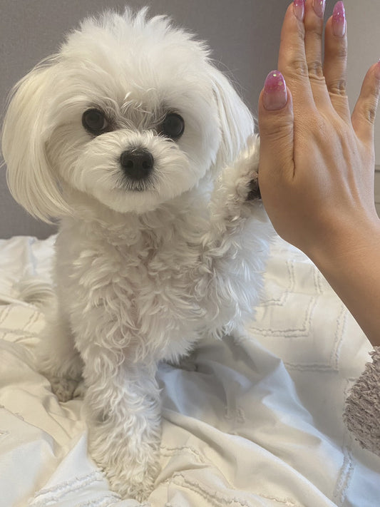 犬の芸の種類10選！教え始めるタイミングと方法【ハイタッチ】