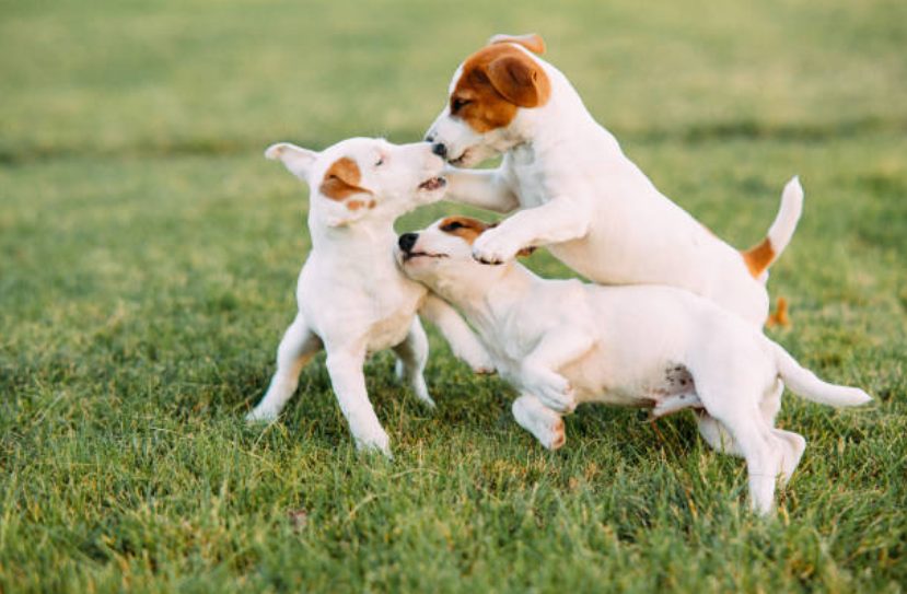 犬同士のコミュニケーション