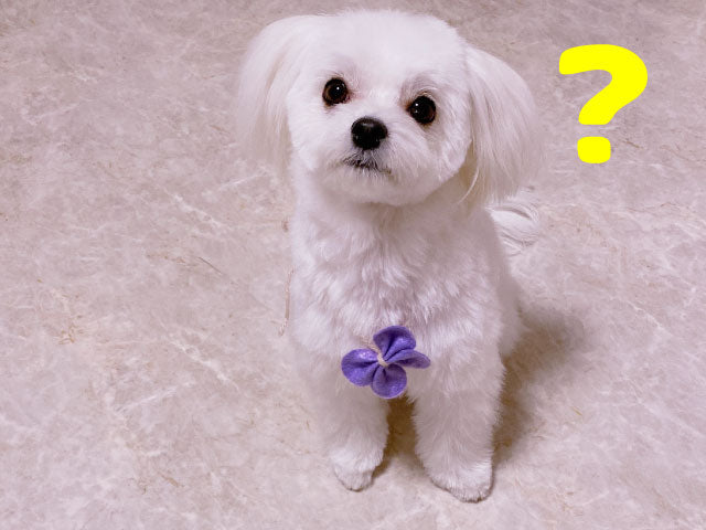 犬の不思議-うちの犬だけ？-