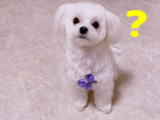 犬の不思議-うちの犬だけ？-