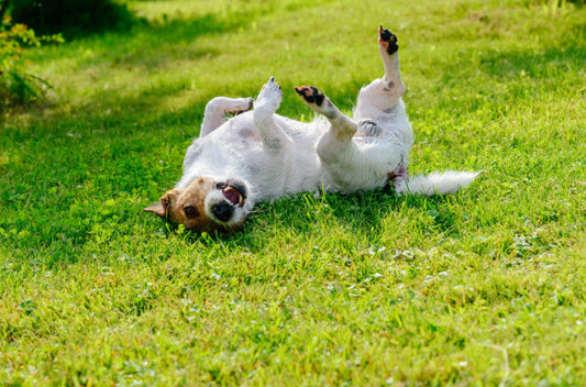 犬の不思議な行動5選！
