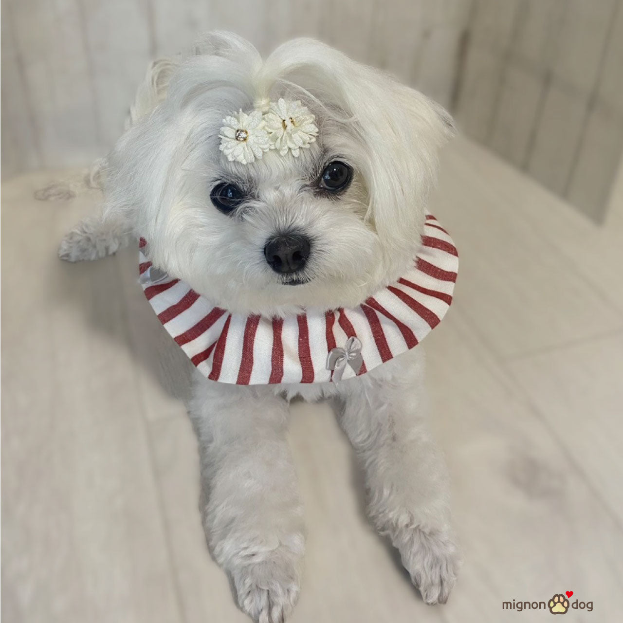 犬用スタイ｜リネン生地でサラッと快適！リボンがかわいいストライプ柄 よだれかけ 小型犬