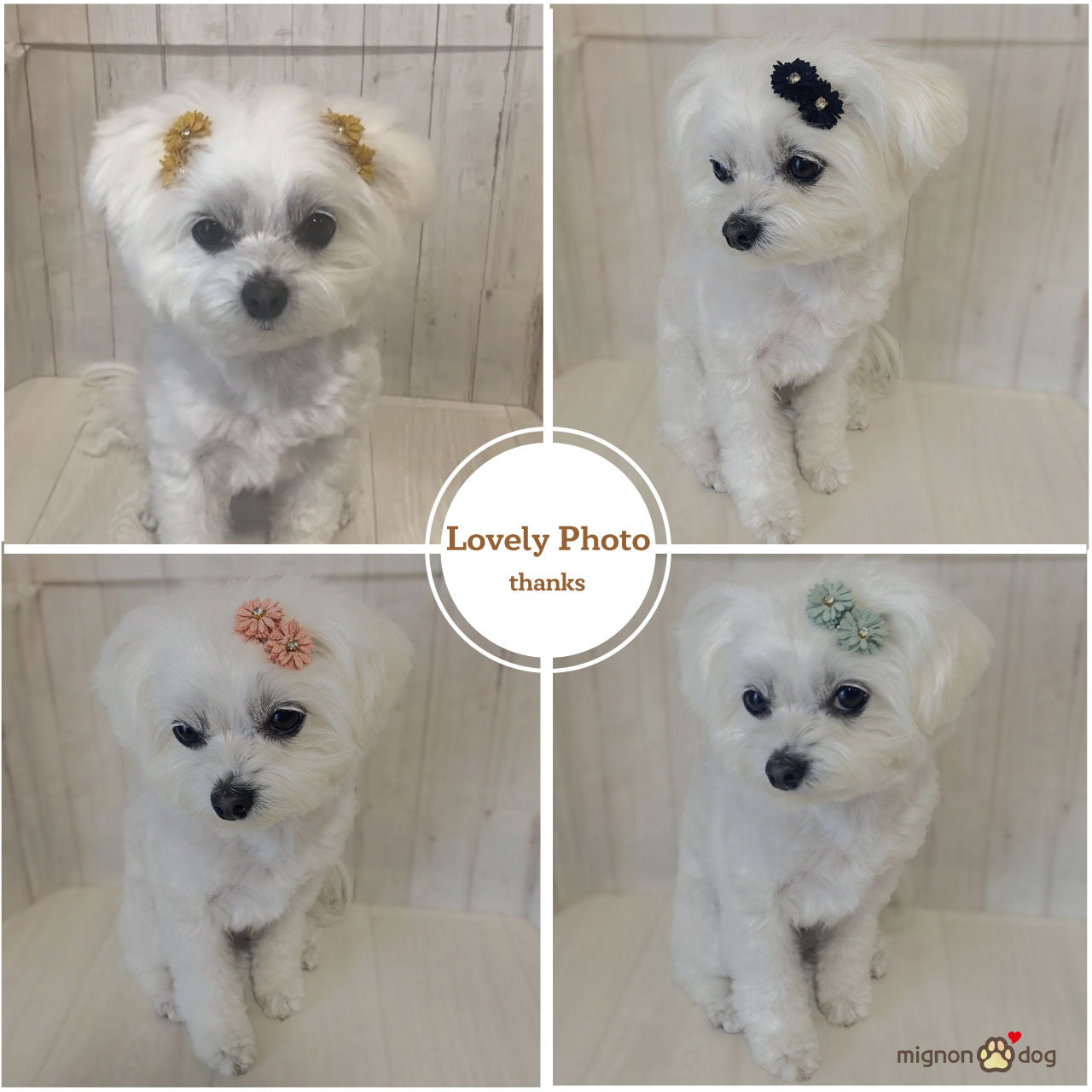 犬用ヘアピン選べる2点セット｜付けやすくて取れにくい！トップノット 短毛 どちらもOK！ヘアアクセサリー