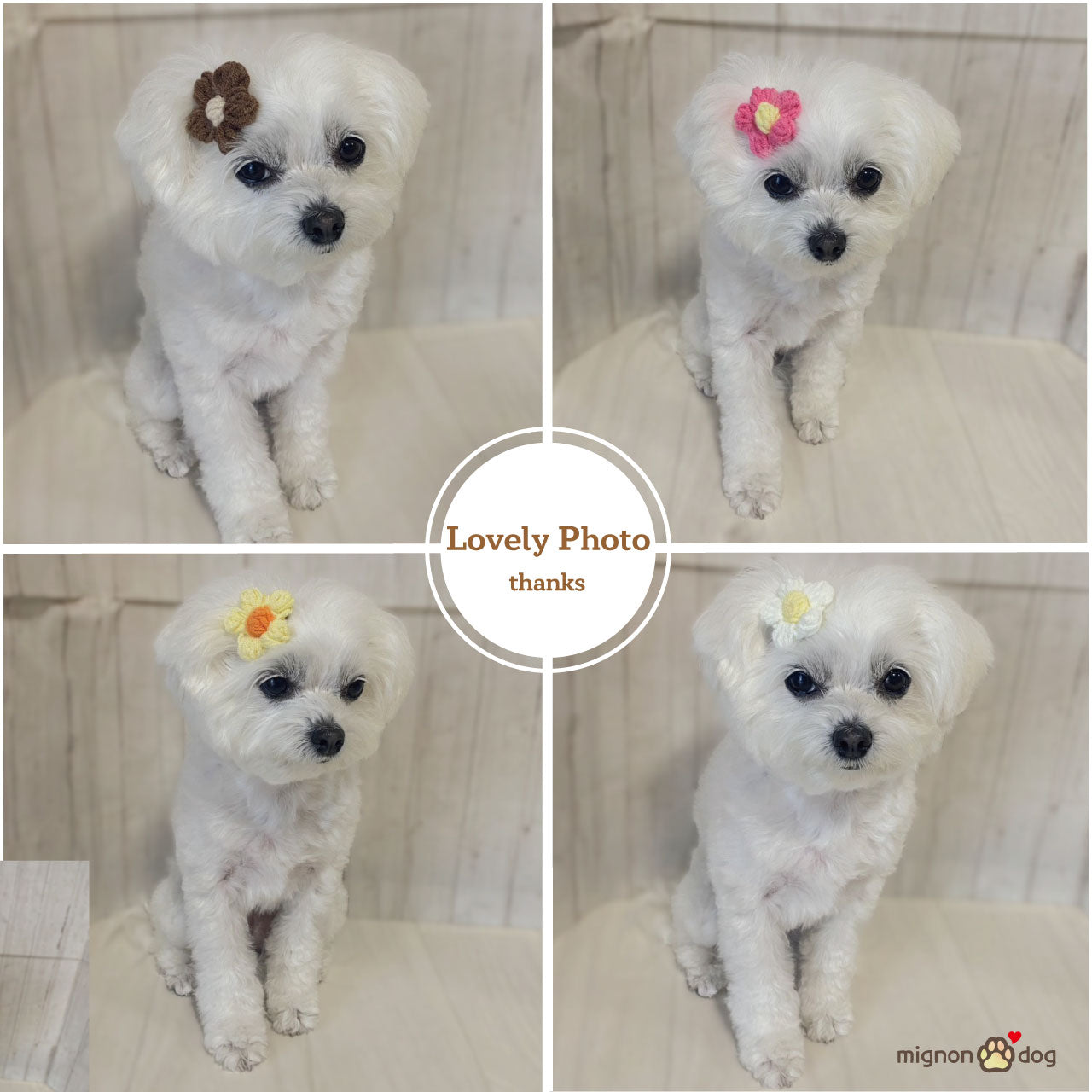 犬用ヘアピン選べる2点セット｜付けやすくて取れにくい！トップノット 短毛 どちらもOK！ヘアアクセサリー