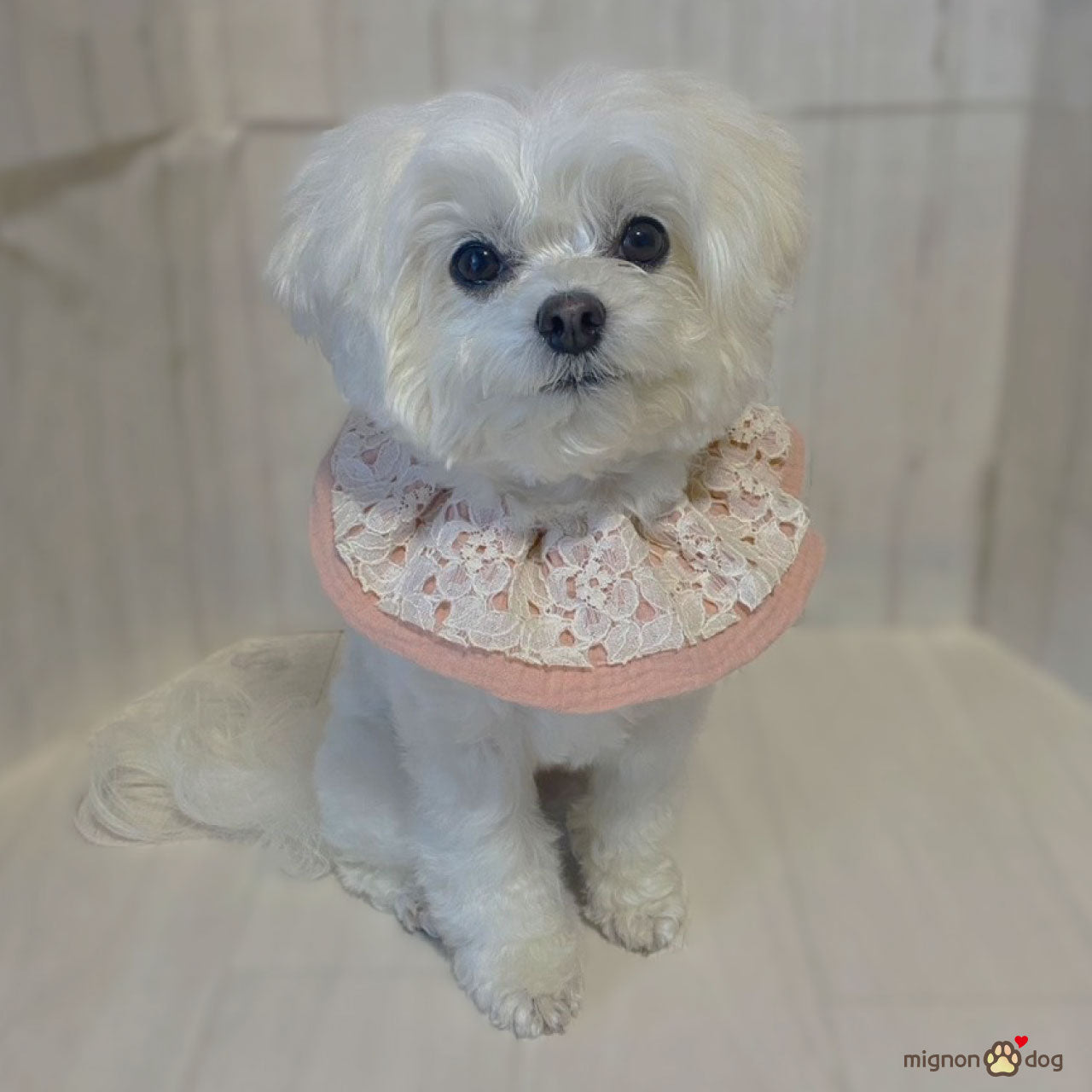 犬用スタイ｜レース×ダブルガーゼ生地 パピーからシニア犬まで快適かわいい