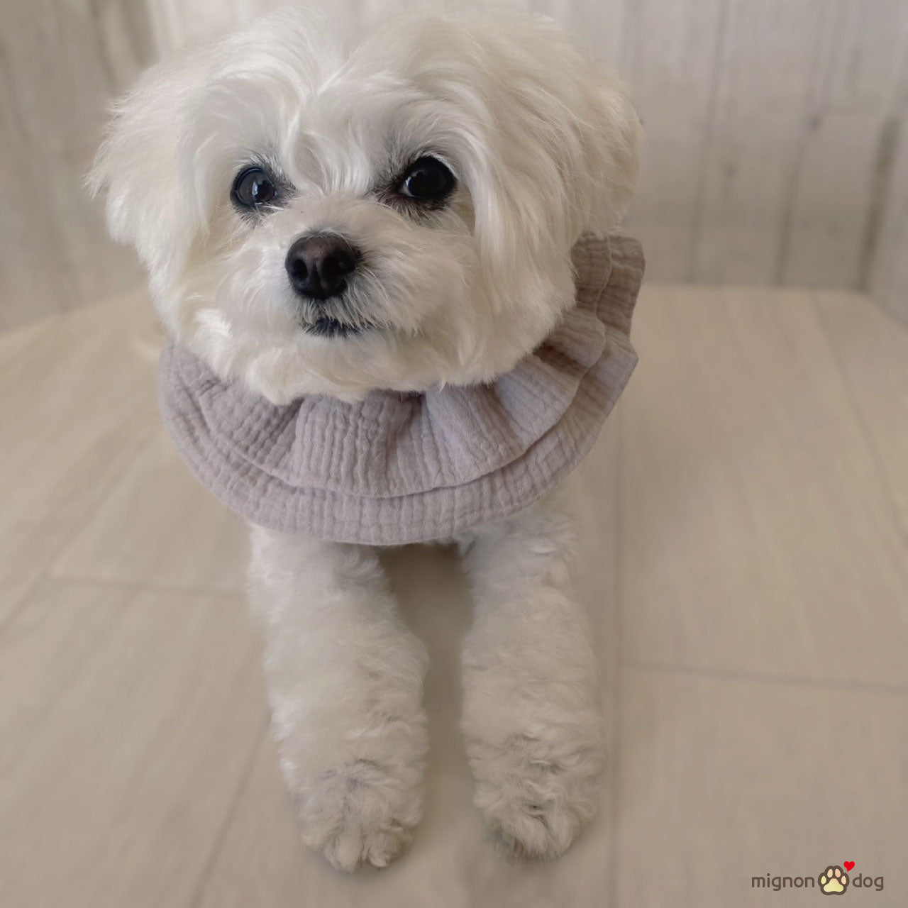 犬用スタイ｜ぽこぽこダブルガーゼ生地 ナチュラルかわいい パピーからシニア犬まで快適