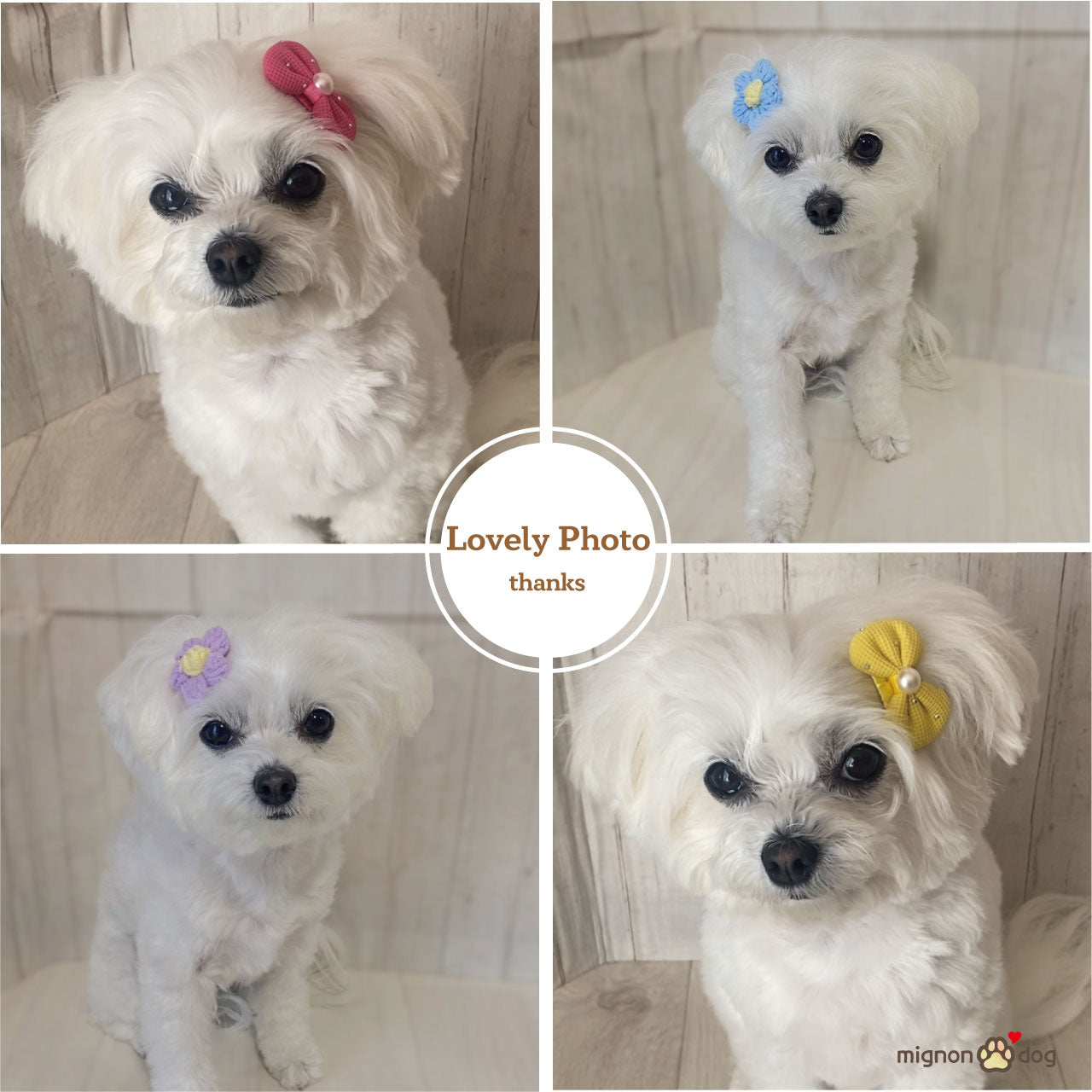 犬用ヘアピン選べる2点セット｜付けやすくて取れにくい！トップノット 短毛 どちらもOK！ヘアアクセサリー