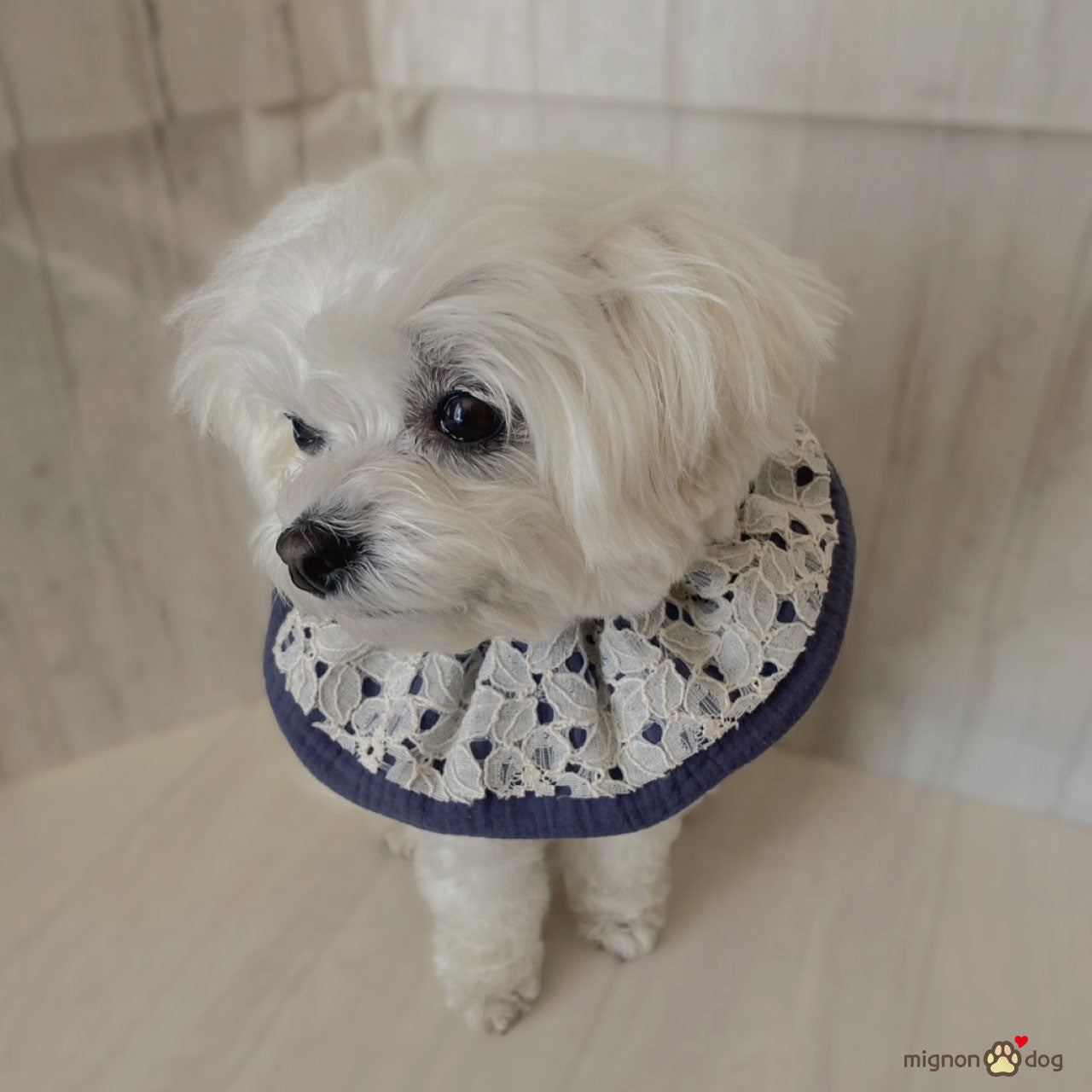 犬用スタイ｜レース×ダブルガーゼ生地 パピーからシニア犬まで快適かわいい