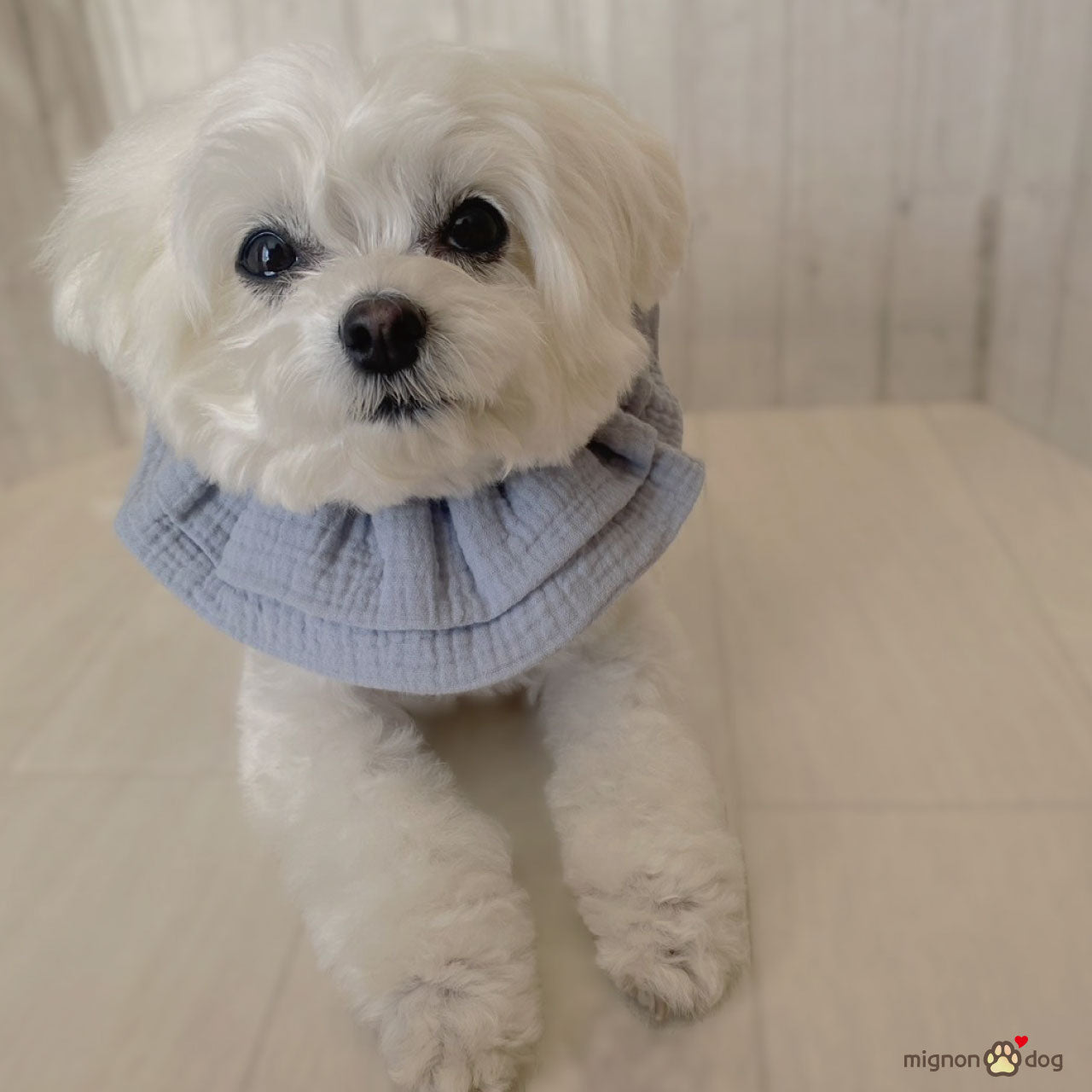 犬用スタイ｜ぽこぽこダブルガーゼ生地 ナチュラルかわいい パピーからシニア犬まで快適