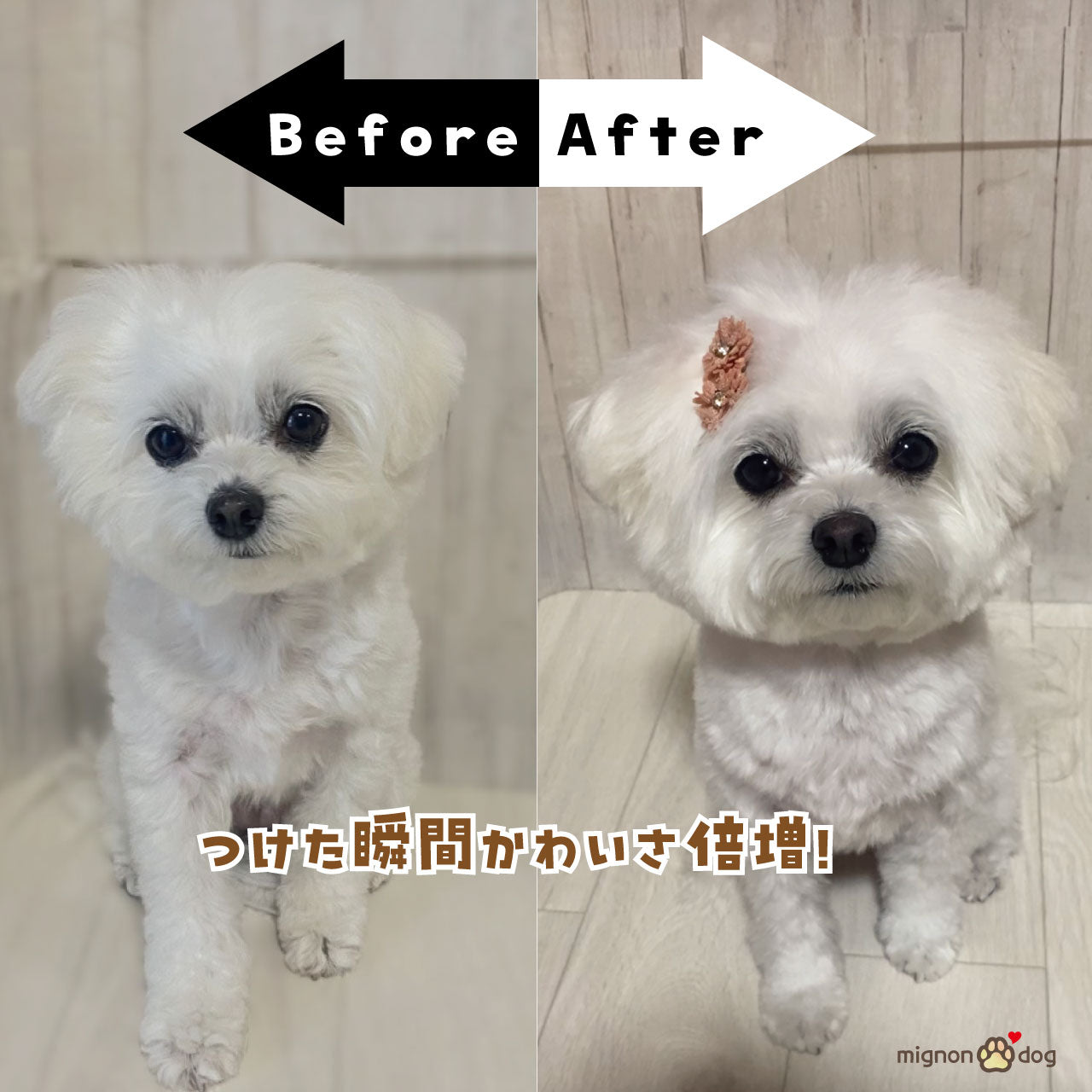 犬用ヘアピン選べる2点セット｜付けやすくて取れにくい！トップノット 短毛 どちらもOK！ヘアアクセサリー