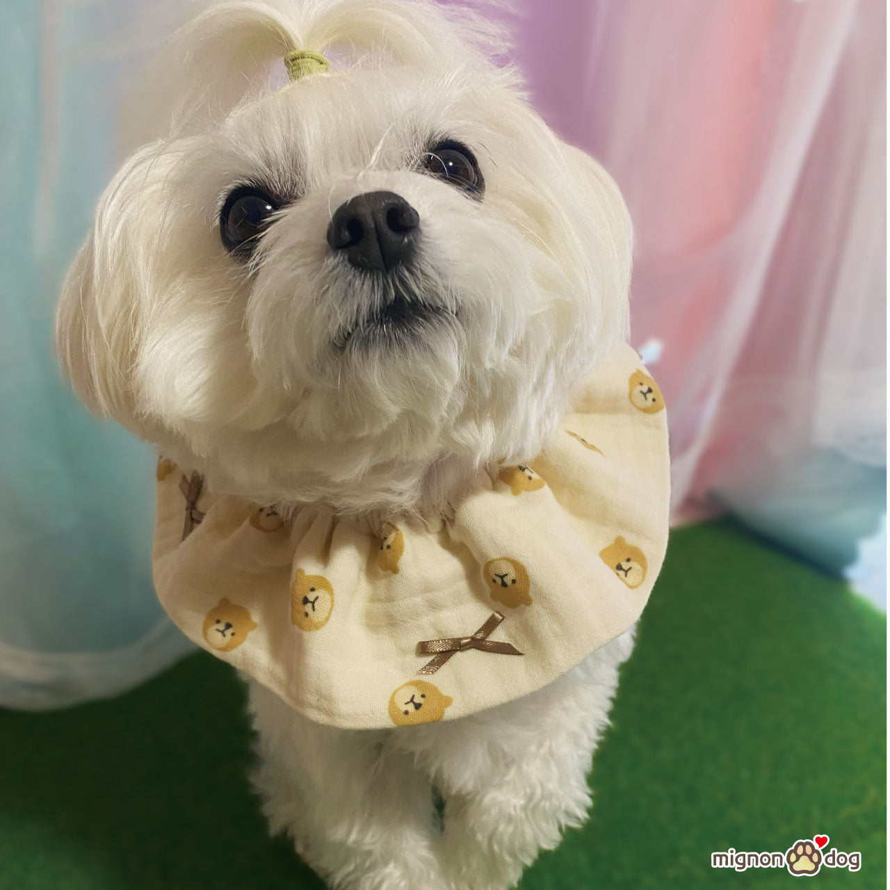 犬用スタイ｜くまさん柄の吸水性・通気性に優れた韓国直仕入トリプルガーゼ